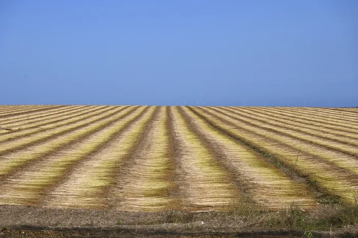 Framed Print : Flax Field Print Framed Print : Flax Field Print
