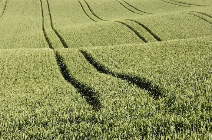 Framed Print : Field with Grain - Tractor Tracks Print Framed Print : Field with Grain - Tractor Tracks Print