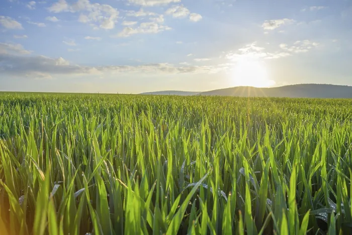 Framed Print : Field Landscape with Sun in Spring Print Framed Print : Field Landscape with Sun in Spring Print