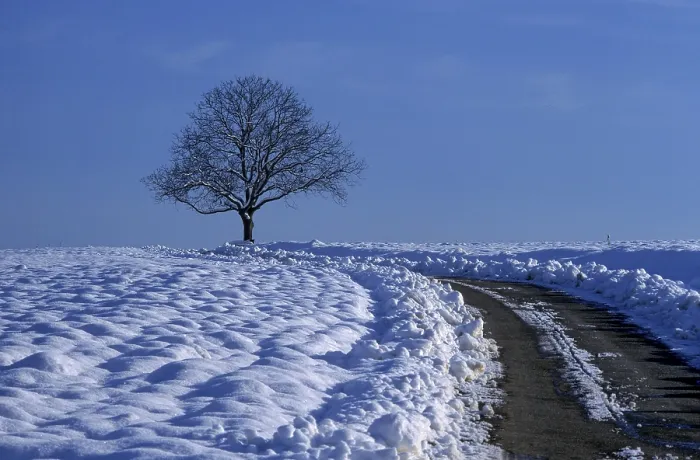 Framed Print : Winter Landscape Print - Field Path with Bare Tree Framed Print : Winter Landscape Print - Field Path with Bare Tree