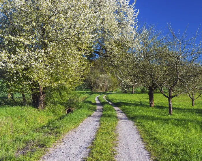 Framed Print : Field Path with Blooming Cherry Tree Print, Boxtal Germany Framed Print : Field Path with Blooming Cherry Tree Print, Boxtal Germany
