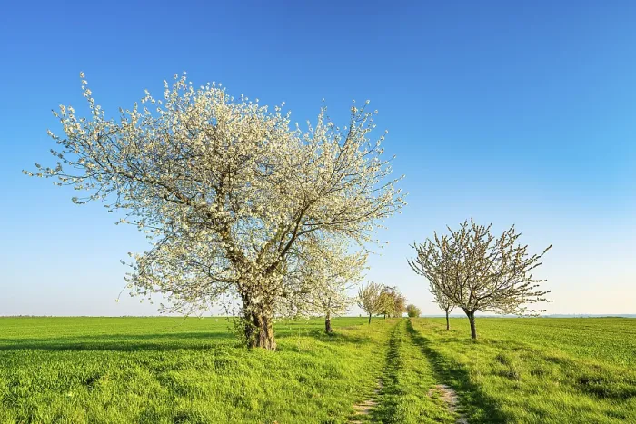 Framed Print : Field Path with Blossoming Cherry Trees Print, Germany Framed Print : Field Path with Blossoming Cherry Trees Print, Germany