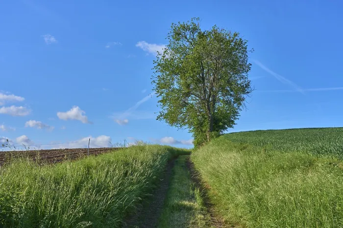 Framed Print : Field Path with Cherry Tree in Spring Print, Bavaria, Germany Framed Print : Field Path with Cherry Tree in Spring Print, Bavaria, Germany
