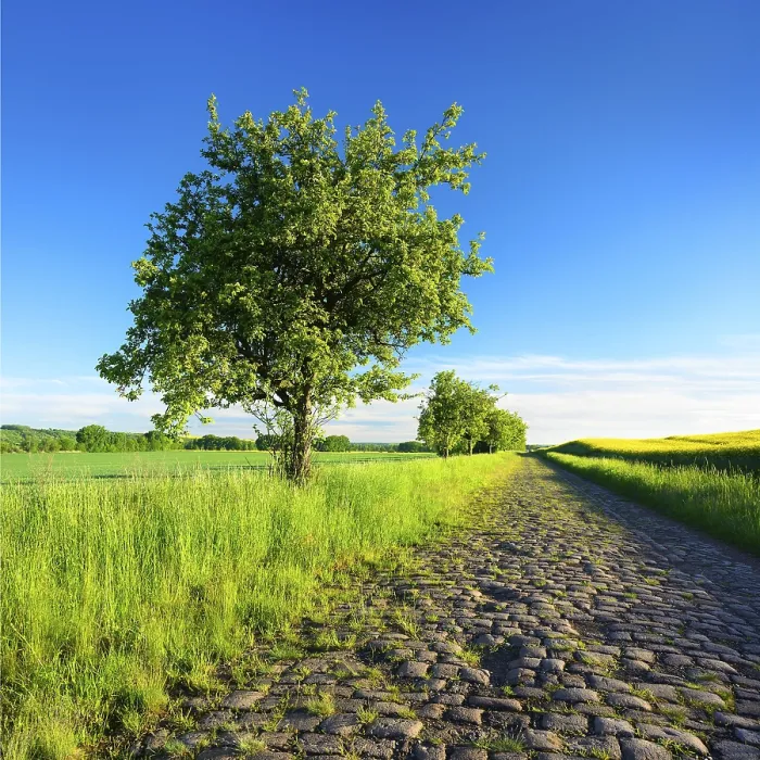 Framed Print : Field Path Print with Fruit Trees in Spring, Germany Framed Print : Field Path Print with Fruit Trees in Spring, Germany