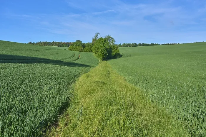 Framed Print : Field Path with Grain Field in Spring Print, GroBheubach, Germany