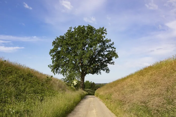 Framed Print : Field path with old oak tree print, Upper Austria Framed Print : Field path with old oak tree print, Upper Austria