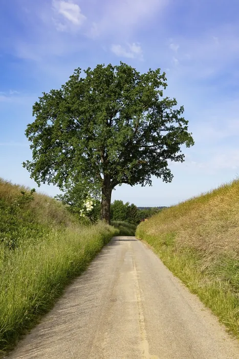 Framed Print : Field path with old oak tree (Quercus) print, Upper Austria Framed Print : Field path with old oak tree (Quercus) print, Upper Austria