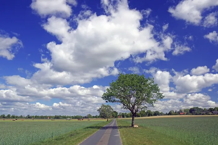 Framed Print : Field Path, Single Tree and Wide Landscape Print Framed Print : Field Path, Single Tree and Wide Landscape Print