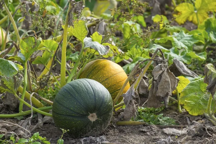 Framed Print : Field with pumpkins (Cucurbita) Print, Munsterland, Germany
