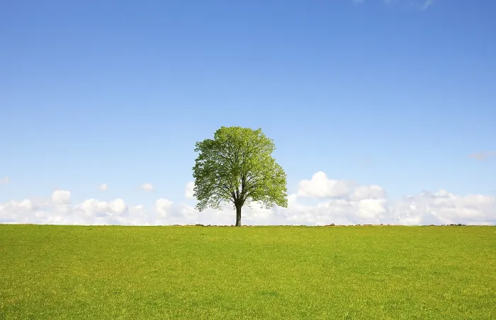 Framed Print : Field, Tree and Blue Sky Print Framed Print : Field, Tree and Blue Sky Print