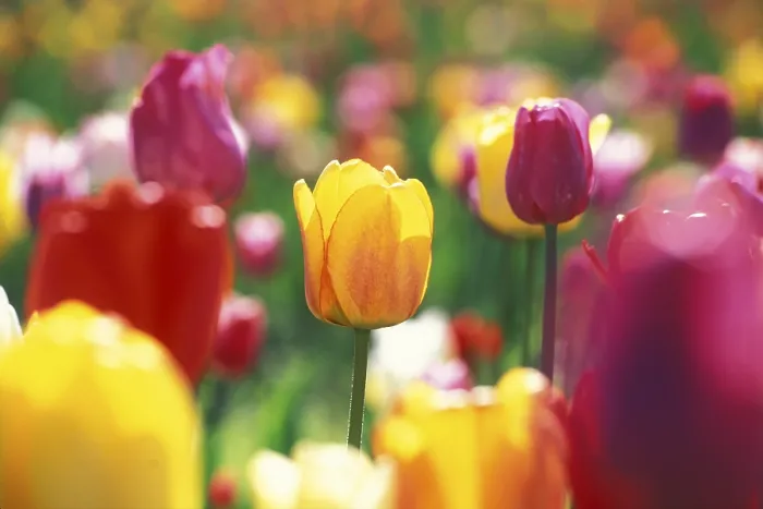 Framed Print : Field of Tulips Print Framed Print : Field of Tulips Print