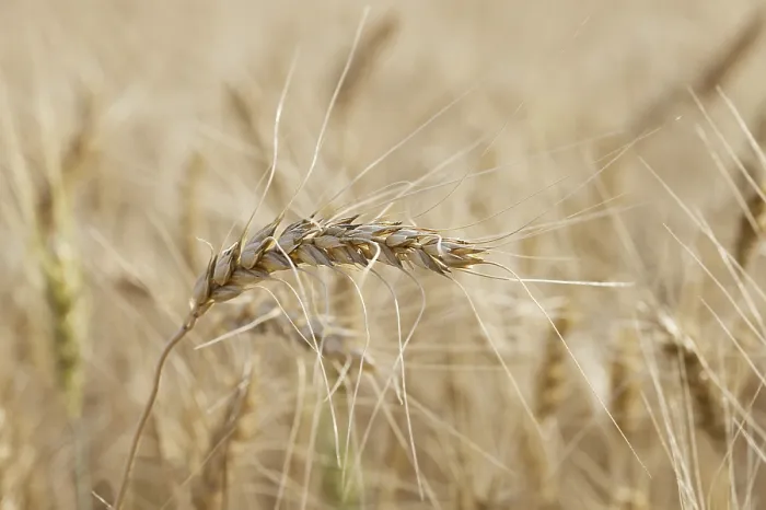 Framed Print : Field of Wheat Print Framed Print : Field of Wheat Print