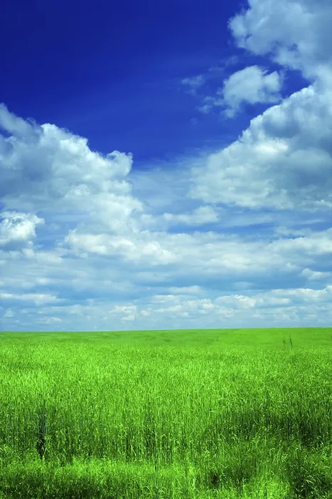 Framed Print : Field of Wheat and Sky Print Framed Print : Field of Wheat and Sky Print