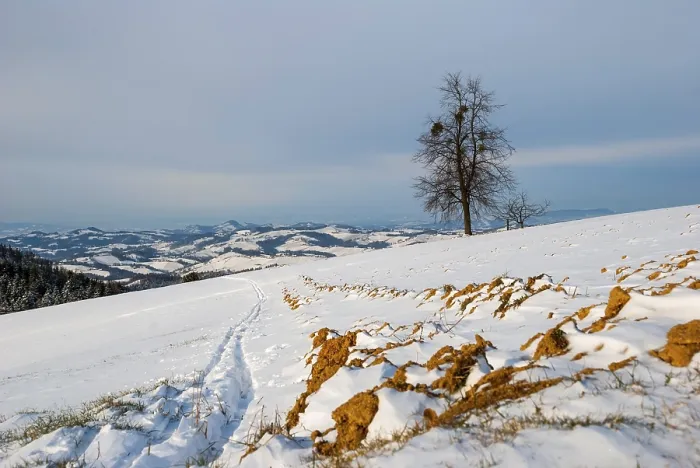 Framed Print : Winter Landscape Print - Snowy Field Scene Framed Print : Winter Landscape Print - Snowy Field Scene