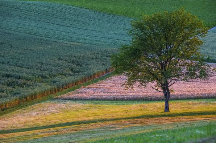 Framed Print : Fields in Contrasting Colours with a Tree Print, Aargau Switzerland Framed Print : Fields in Contrasting Colours with a Tree Print, Aargau Switzerland