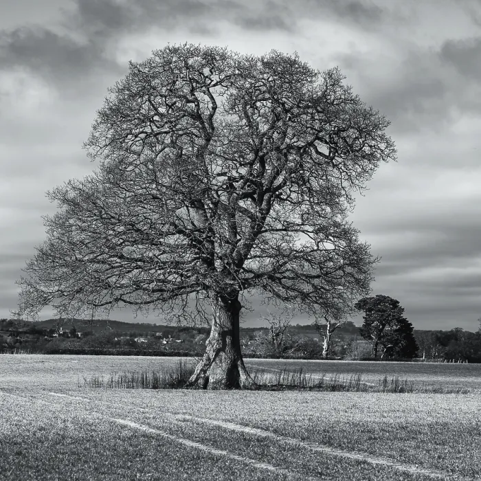 Framed Print : Black and White Print of Devon Landscape Framed Print : Black and White Print of Devon Landscape