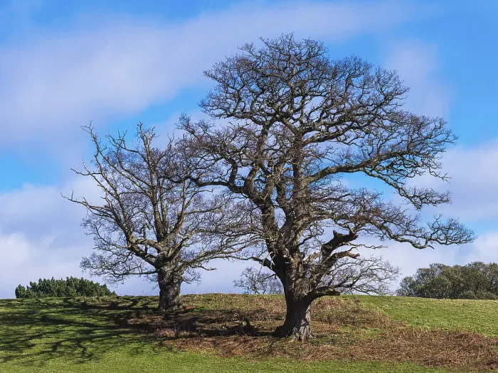 Framed Print : Devon Landscape Print: Fields, Meadows and Old Oak Trees Framed Print : Devon Landscape Print: Fields, Meadows and Old Oak Trees