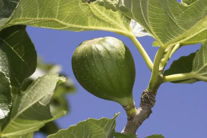 Framed Print : Fig on a Fig Tree Print Framed Print : Fig on a Fig Tree Print