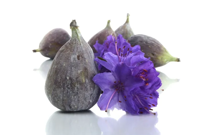 Framed Print : Fig with a flower Print Framed Print : Fig with a flower Print