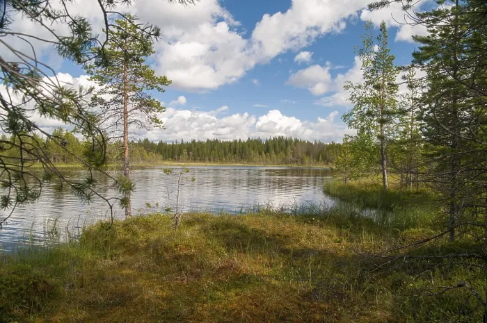 Framed Print : Finland Landscape Print: Marsh and Moor Detail Framed Print : Finland Landscape Print: Marsh and Moor Detail