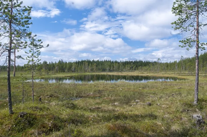 Framed Print : Finland Landscape Print: Marsh and Moor Detail Framed Print : Finland Landscape Print: Marsh and Moor Detail