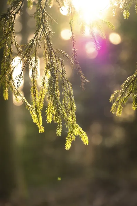 Framed Print : Fir Branch in Evening Light Print, Black Forest, Germany Framed Print : Fir Branch in Evening Light Print, Black Forest, Germany
