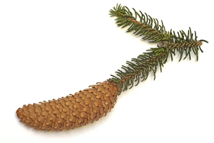 Framed Print : Fir Cone Print - Coniferous Tree Reproduction Framed Print : Fir Cone Print - Coniferous Tree Reproduction