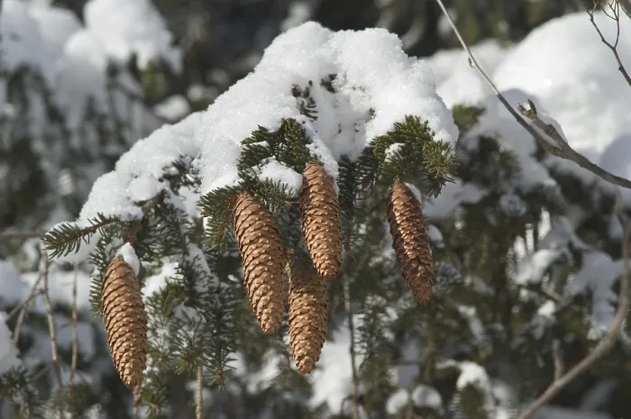 Framed Print : Fir Cones - Print Framed Print : Fir Cones - Print