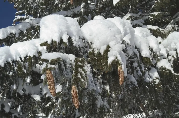 Framed Print : Fir Cones Print - Winter Landscape Framed Print : Fir Cones Print - Winter Landscape
