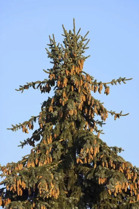 Framed Print : Fir Tree Print with Evening Light, Germany Framed Print : Fir Tree Print with Evening Light, Germany
