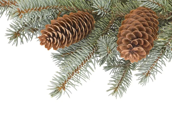 Framed Print : Fir Tree Branches with Pinecones Print Framed Print : Fir Tree Branches with Pinecones Print