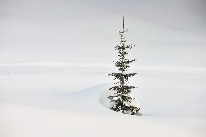 Framed Print : Fir Tree in Winter Print Framed Print : Fir Tree in Winter Print