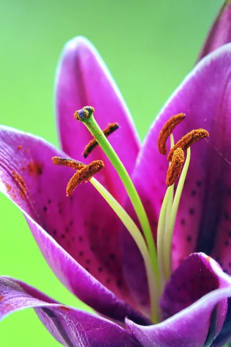 Framed Print : Fire Lily Print - Exotic Tropical Flower
