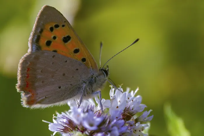 Framed Print : Fire Moth Print, Lycaena phlaeas Framed Print : Fire Moth Print, Lycaena phlaeas