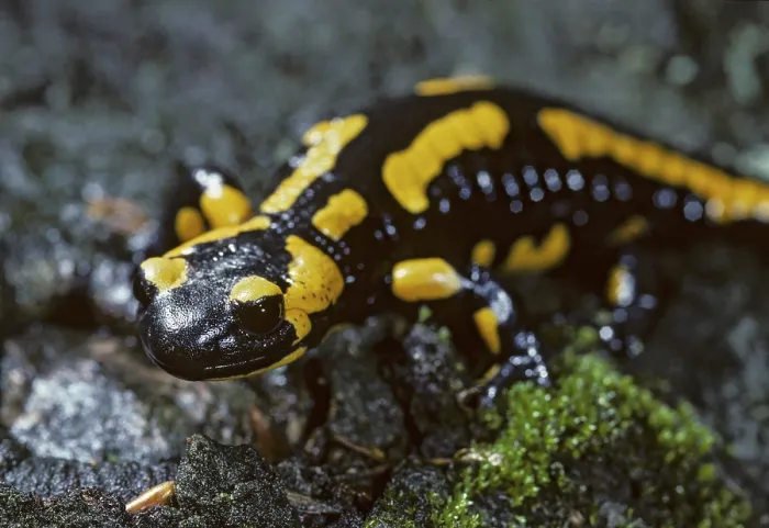 Framed Print : Fire Salamanders Print - Salamandra salamandra Caudata Framed Print : Fire Salamanders Print - Salamandra salamandra Caudata
