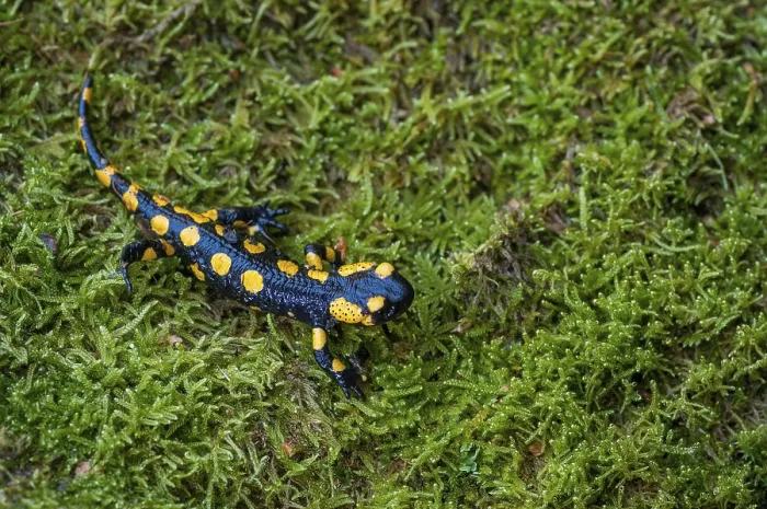 Framed Print : Fire Salamanders Print - Amphibians of the Caudata Order Framed Print : Fire Salamanders Print - Amphibians of the Caudata Order