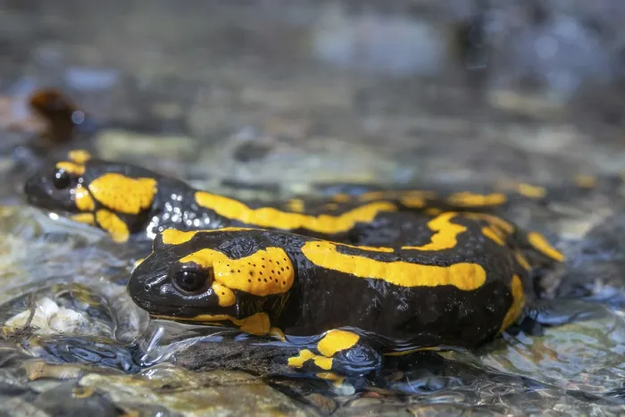 Framed Print : Fire Salamander Print Framed Print : Fire Salamander Print