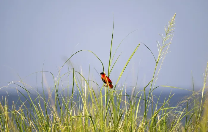 Framed Print : Fire Weaver Print, Murchison Falls National Park, Uganda
