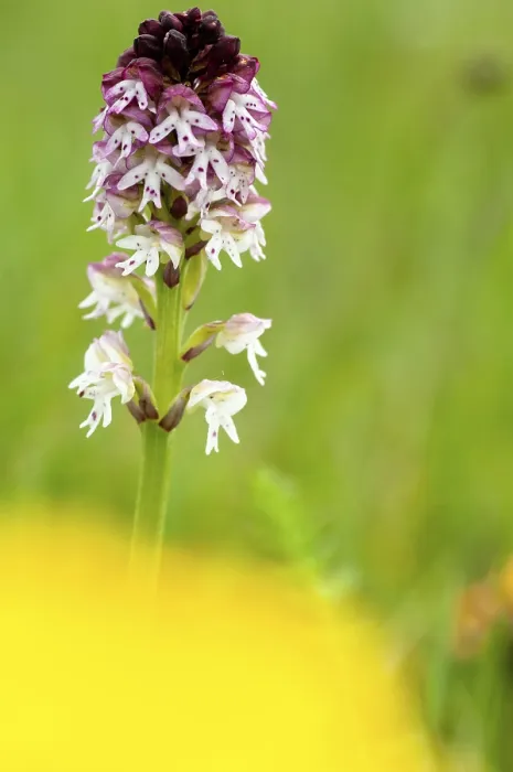Framed Print : Fireboywort Print, Neotinea Ustulata Orchid Framed Print : Fireboywort Print, Neotinea Ustulata Orchid