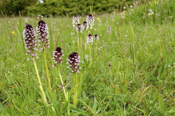 Framed Print : Neotinea Ustulata Print - Burnt Orchid Framed Print : Neotinea Ustulata Print - Burnt Orchid