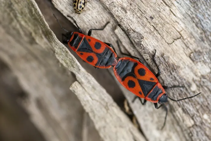 Framed Print : Firebug Print - Pyrrhocoris apterus Framed Print : Firebug Print - Pyrrhocoris apterus