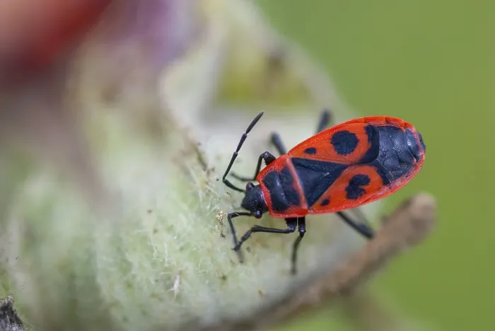Framed Print : Firebug Print - Pyrrhocoris apterus Framed Print : Firebug Print - Pyrrhocoris apterus