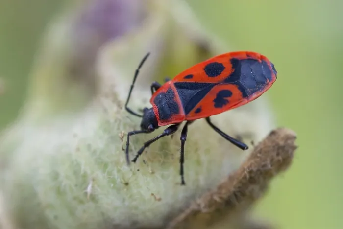 Framed Print : Firebug Print - Pyrrhocoris apterus Insect Framed Print : Firebug Print - Pyrrhocoris apterus Insect