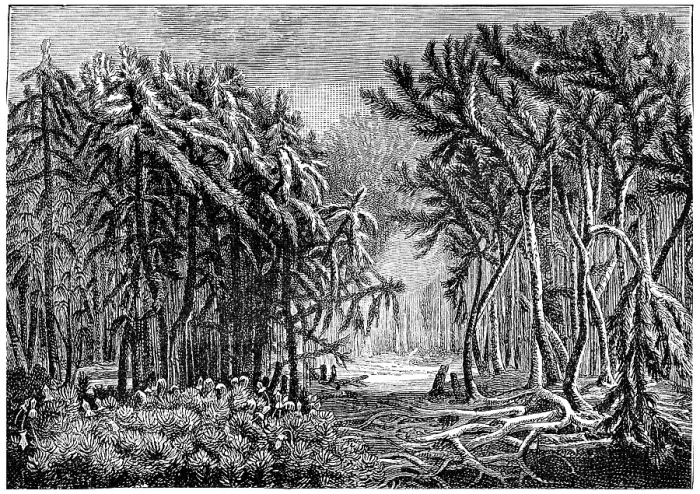 Framed Print : The First Forests Print, Devonian Period (1886)