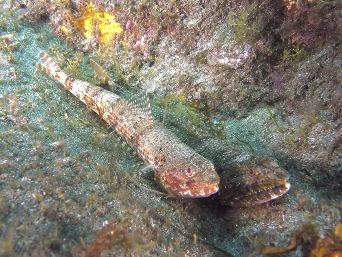 Framed Print : Atlantic Lizardfish Print, Gran Canaria Seabed Framed Print : Atlantic Lizardfish Print, Gran Canaria Seabed