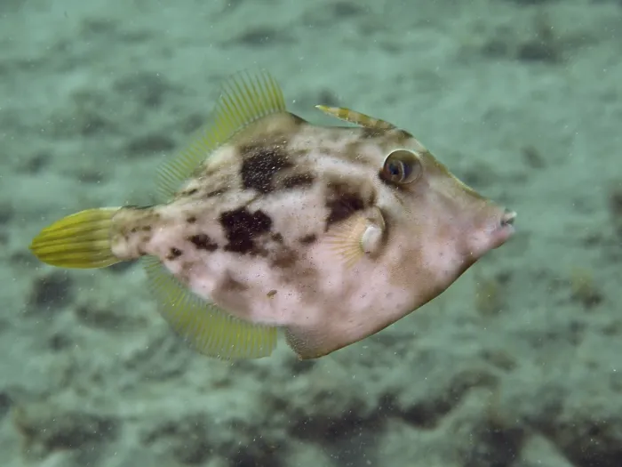 Framed Print : Brown Filefish Camouflage Print, Gran Canaria, Spain Framed Print : Brown Filefish Camouflage Print, Gran Canaria, Spain