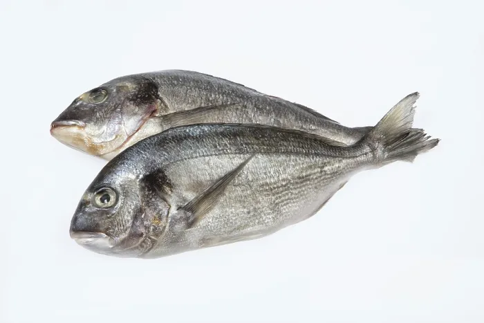 Framed Print : Fish on Isolated White Studio Background Print Framed Print : Fish on Isolated White Studio Background Print