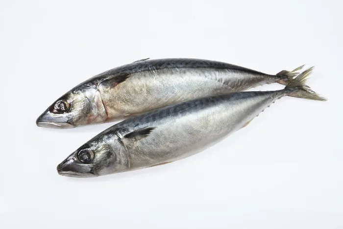 Framed Print : Fish on White Studio Background Print Framed Print : Fish on White Studio Background Print