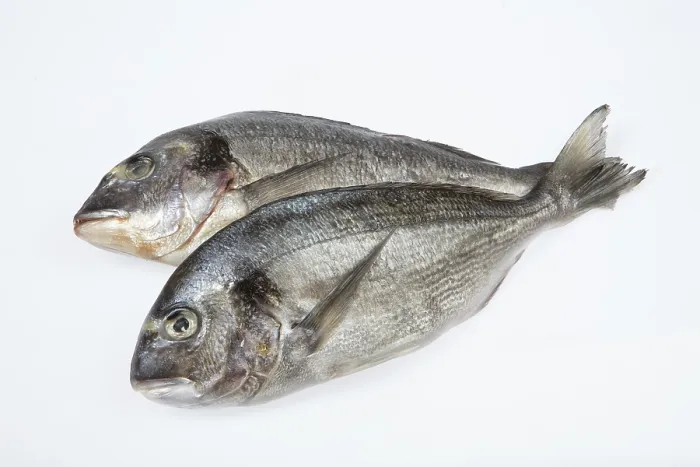 Framed Print : Fish on White Studio Background Print Framed Print : Fish on White Studio Background Print