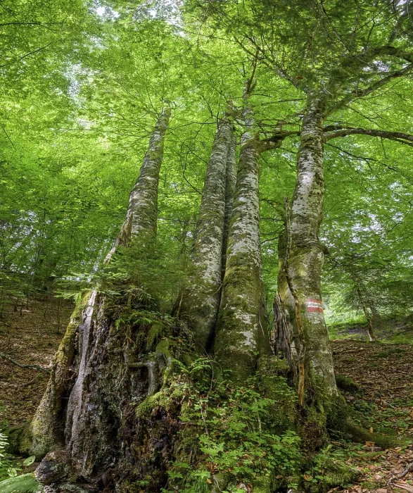 Framed Print : Five-beech with heavily weathered trunk Print, Admont, Austria Framed Print : Five-beech with heavily weathered trunk Print, Admont, Austria
